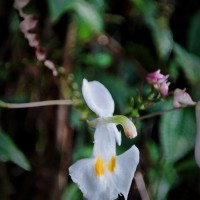 Impatiens cornigera Arn.